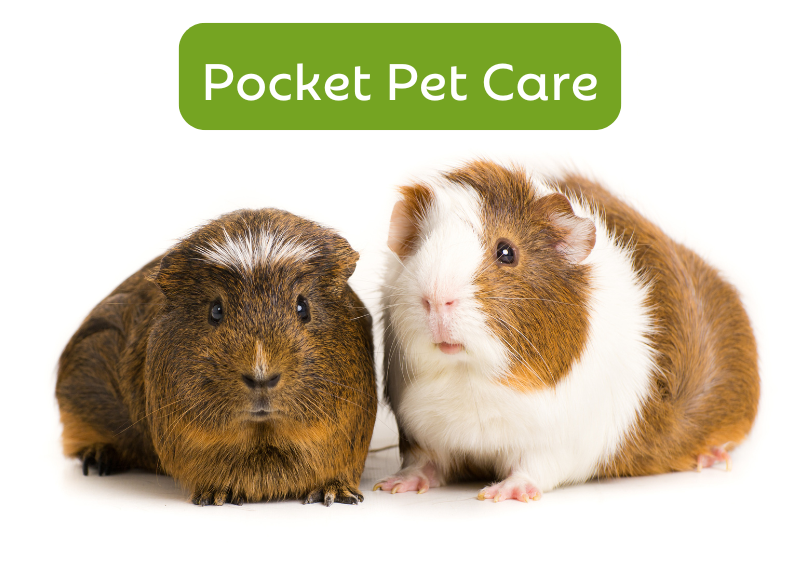 Carousel Slide 2: Offering veterinary care for your small companions