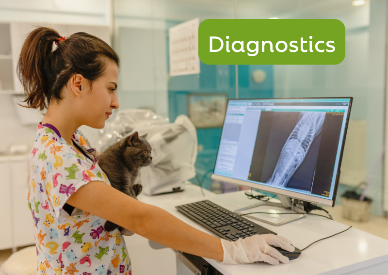 Carousel Slide 4: Offering diagnostic evaluations for your pets