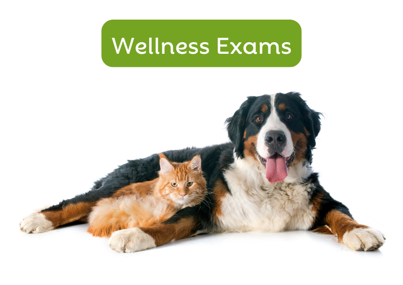 Carousel Slide 5: It's time for Fluffy's annual checkup!